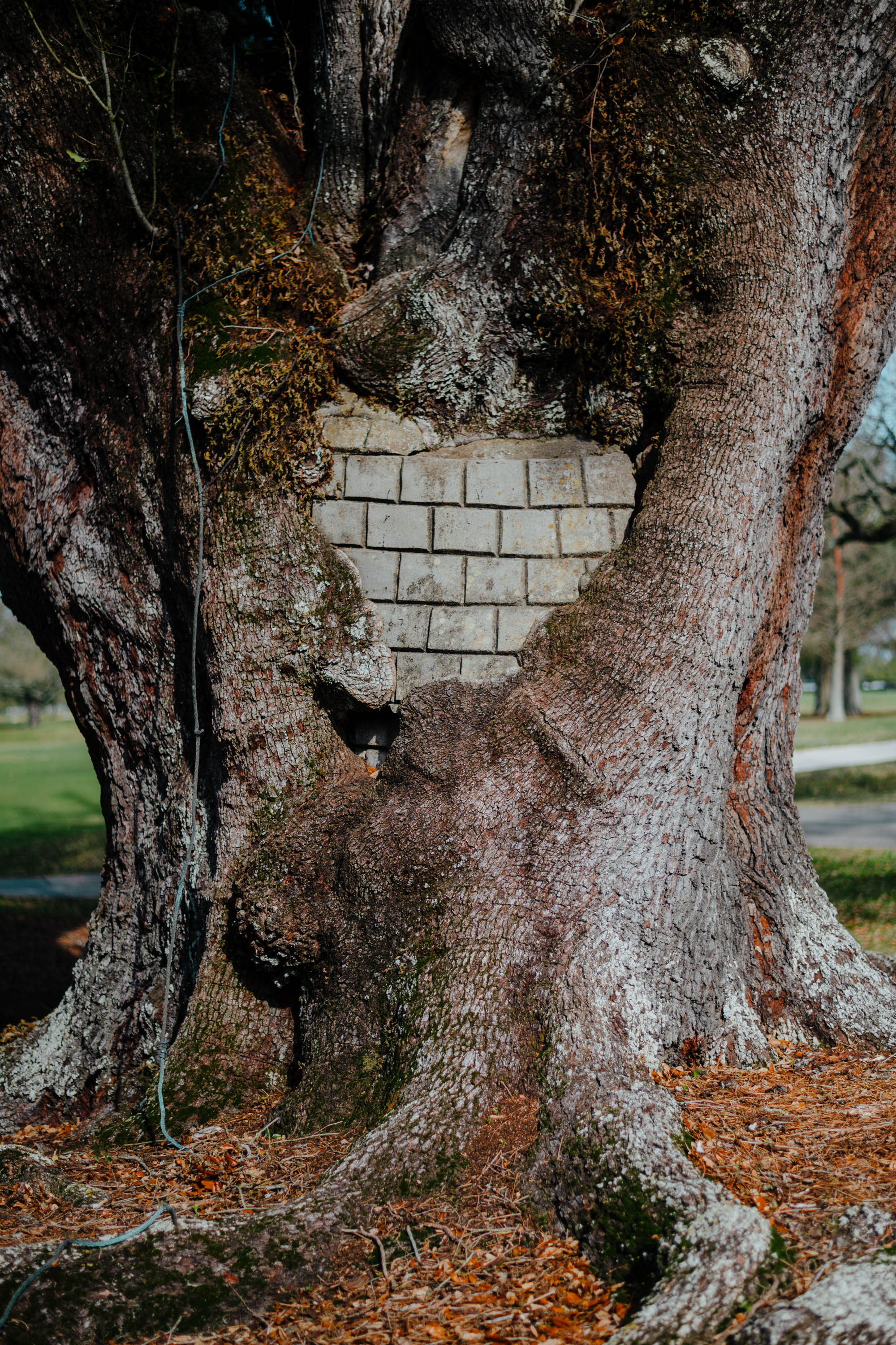 Victoria Jung: Heart Tree