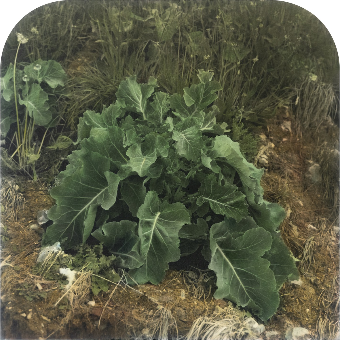 Sea Kale near Grainval