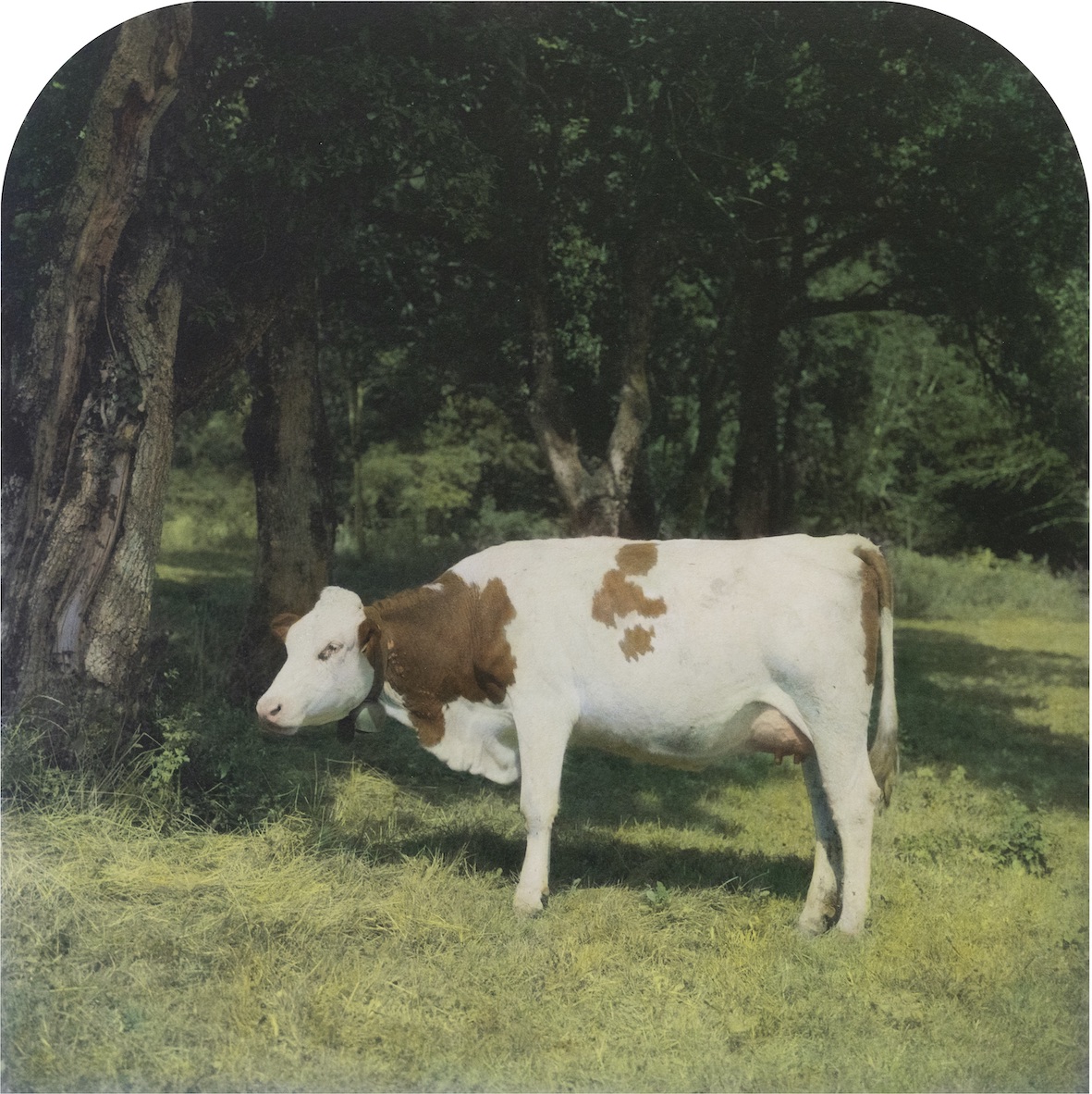 A Cow Named Originale